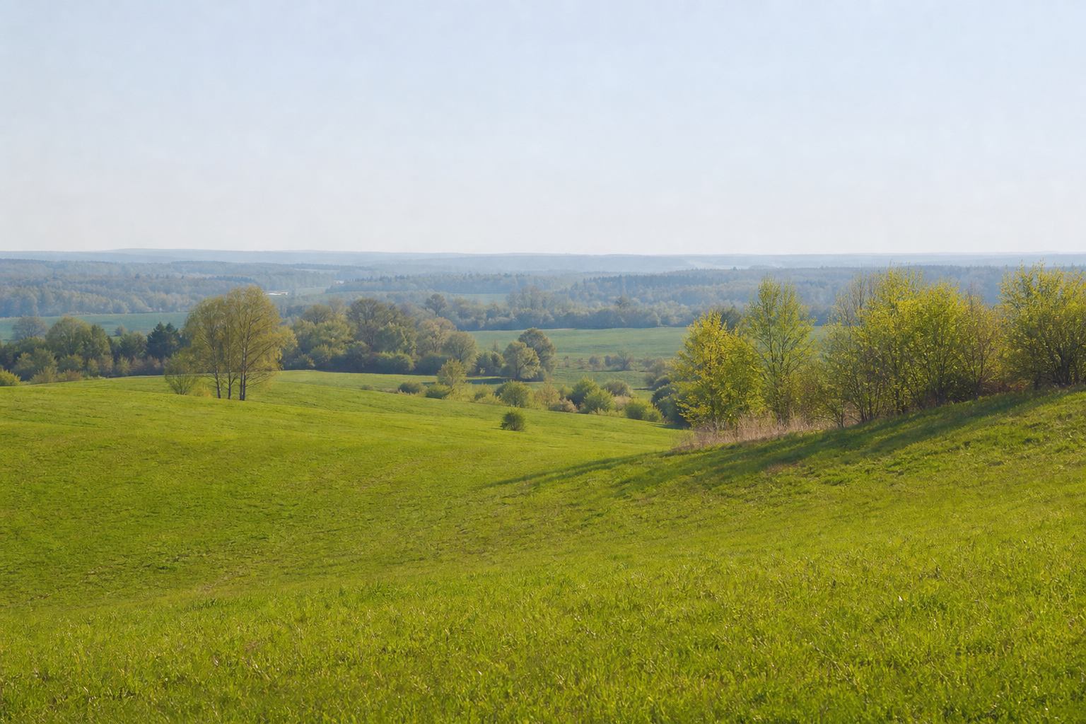 Junge Wiese mit Morgennebel in Norddeutschland